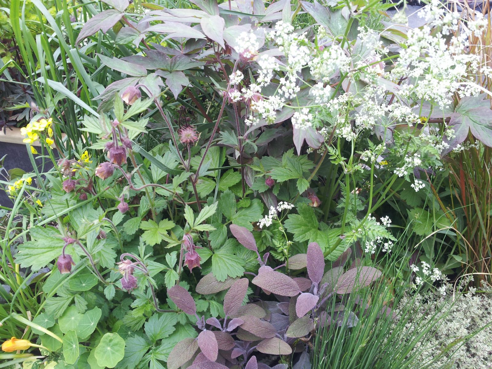 Chelsea Flower Show